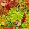 進口機臺來圖來樣定制面料印花 全棉印花 純棉印花 棉布印花