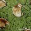 廠家加工定做印花布 防水印花布 貼合印花布 高檔印花布