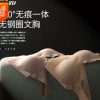 susanny無鋼圈內(nèi)衣女薄款胸罩背心式女士無痕破尿酸文胸 S9191