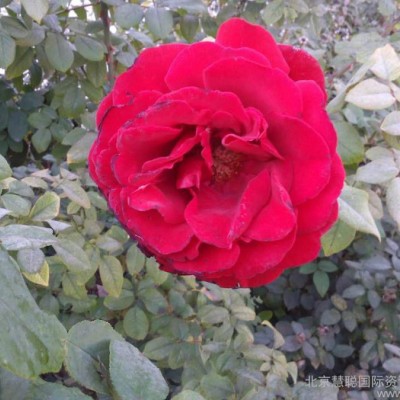 花花公子 男性 襯衫 法蘭絨