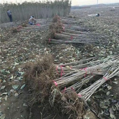 加厚ins風櫻桃塑料手提袋女童裝服裝鞋子化妝品店禮品購物包裝袋