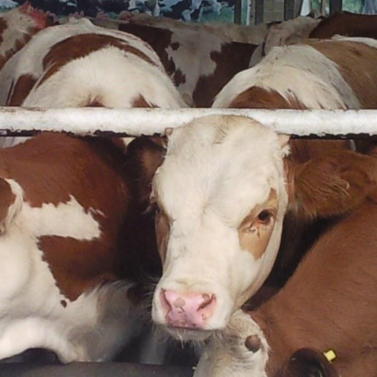 西門塔爾牛肉牛仔 2020年供應(yīng)西門塔爾牛 晟源牧業(yè) 牛犢養(yǎng)殖場(chǎng)